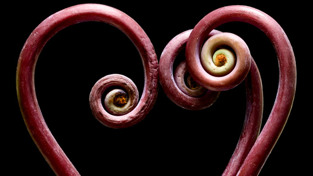             Heart of Fern by David Manzi        