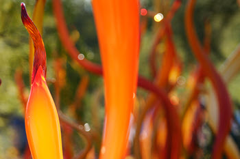 manzi-abstract-photography-flock-350x233.jpg