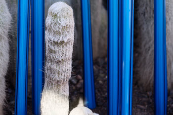 manzi-abstract-photography-stalks-350x234.jpg