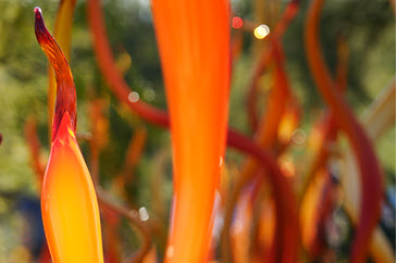 manzi-abstract-photography-flock-365x243.jpg