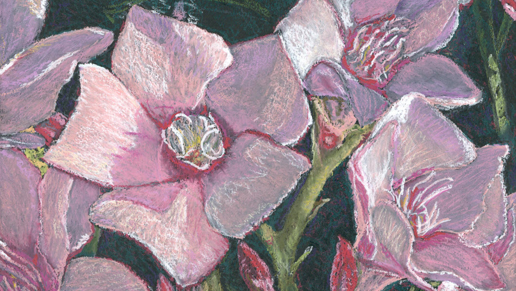             Desert Pink Oleander by M. S. Miller        