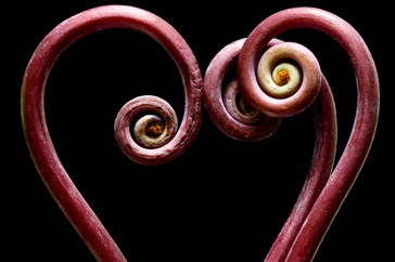 manzi-fine art-photography-heart-of-Fern-365x243.jpg