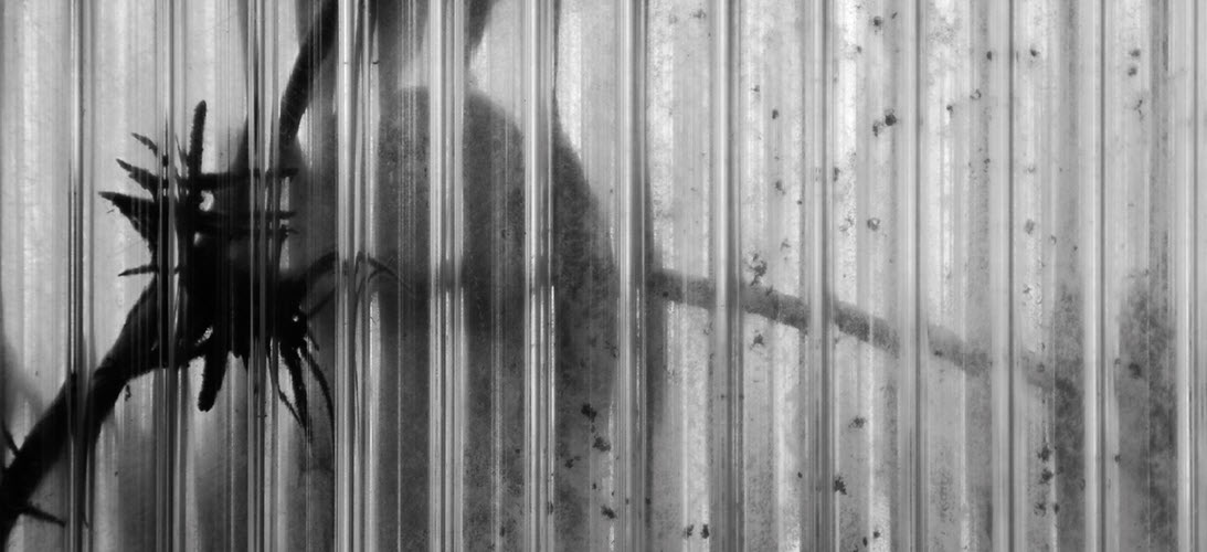manzi-abstract-photography-through-the-bars-iii-1093x500.jpg