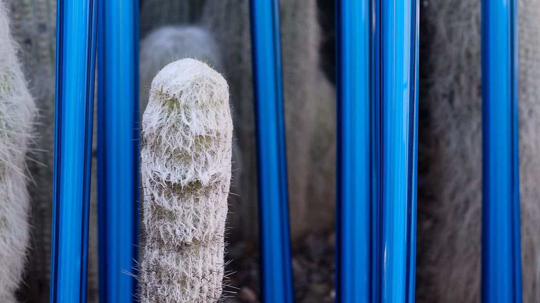             Stalks by David Manzi        