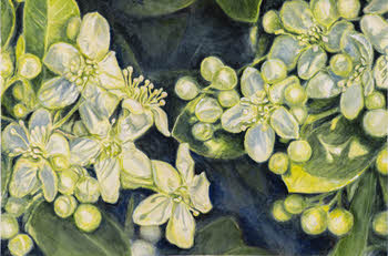 miller-fine_art-watercolor-khloris_350x233.jpg