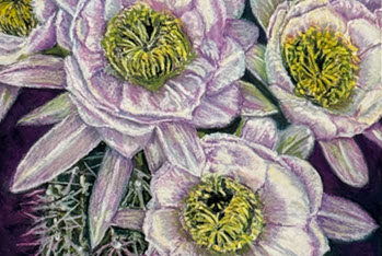 miller-fine_art-oil-pastel-desert-sunflowers-350x234.jpg