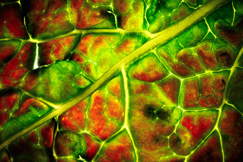 manzi-abstract-photography-alien-glow-350x234.jpg
