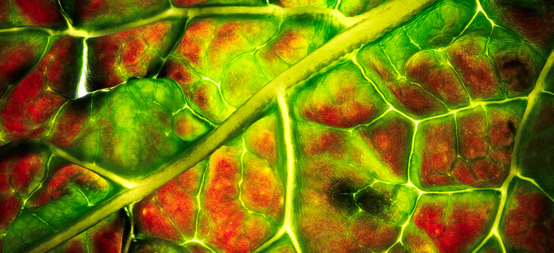 manzi-abstract-photography-alien-glow-1093x500.jpg