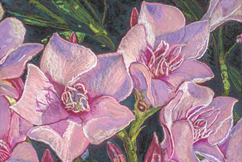 desert-pink-oleander-ii-350x234.jpg
