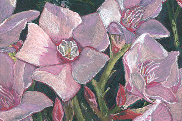 miller-fine art-oil-pastel-desert-pink-oleander-365x242.jpg