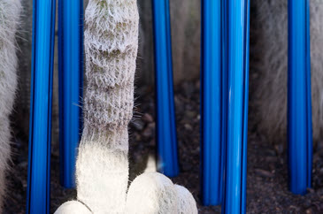 manzi-abstract-photography-stalks-365x243.jpg
